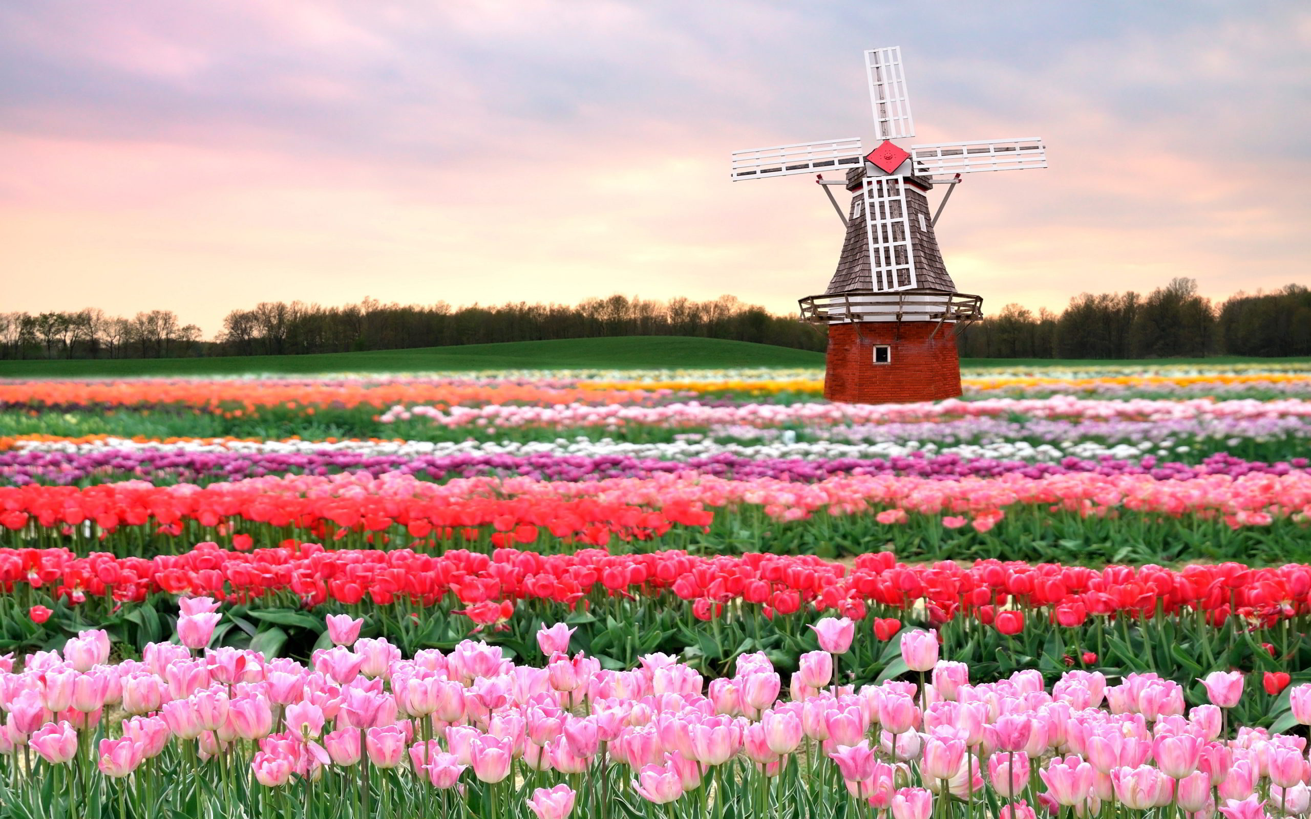 Learn To Speak Dutch In Yorba Linda